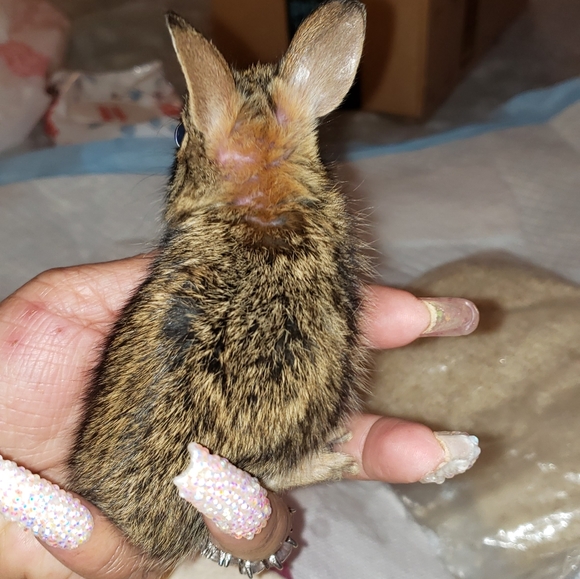 Meet your Posher, Tresa - Picture 3 of 4